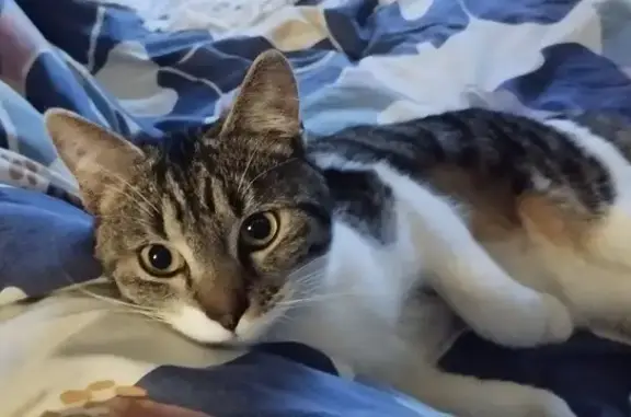Chat retrouvé à Sommières, 907 - photo