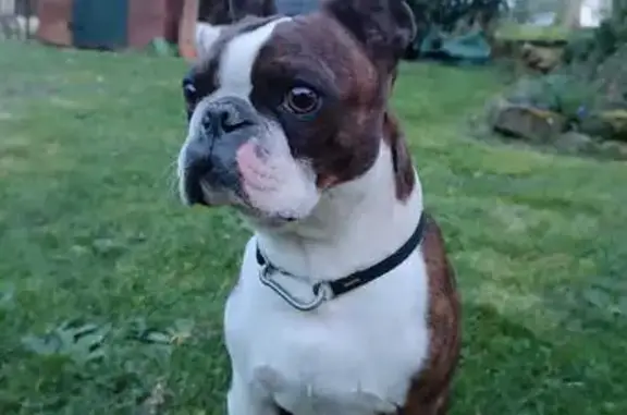 Chien bouledogue trouvé à Saint-Pierre - photo
