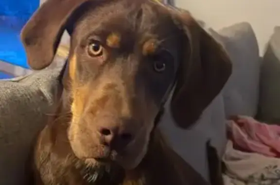 Chien perdu , photo : Alerte: Labrador Tygoï Perdu