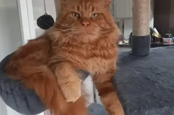 Lost Big Ginger Maine Coon - Baffins Rd