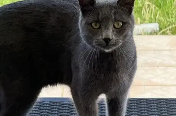 Chat perdu, Montaigut, photo: Chat gris Nino perdu à Montaigut