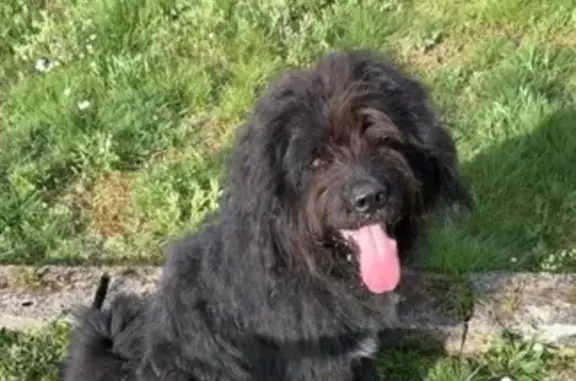 Chien noir terre-neuve trouvé - photo