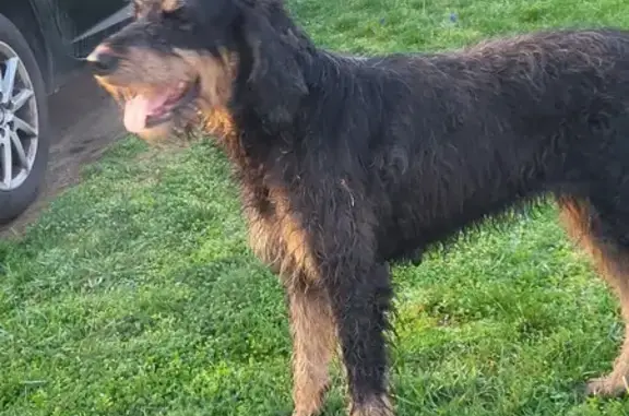 Chien trouvé Saint-Victor, photo: Chien doux mais foufou trouvé