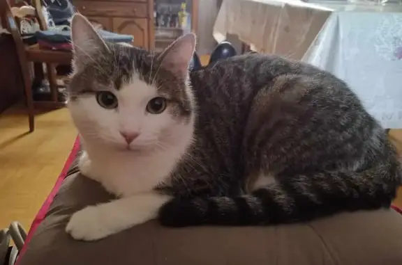 Animaux perdus Coudekerque-Branche, photo: Pompom, chat perdu à Coudekerque
