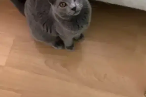 Chat perdu, , photo: Chaton chartreux perdu