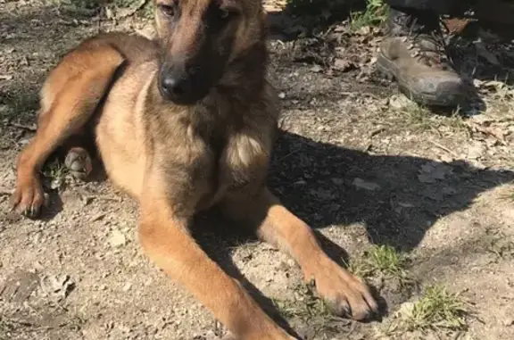 Chien perdu à Moissac retrouvé - photo