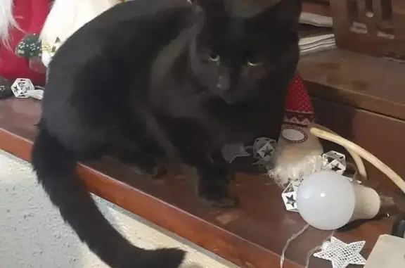 Lost Black Cat with Facial Wound - Help!