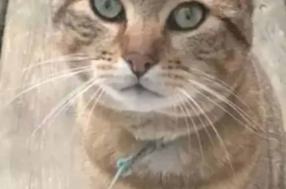 Chat mâle perdu, collier bleu - St-Brieuc - photo