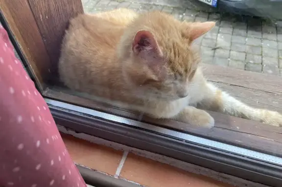 Chat roux affectueux trouvé à Candé - photo