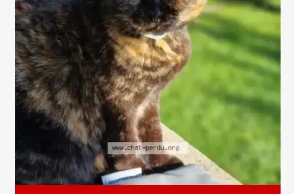 Chat perdu, Roanne, photo: Chat européen perdu à Roanne