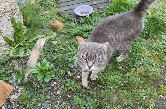 Animaux trouvés , photo: Chatte grise rayée trouvée à Azas