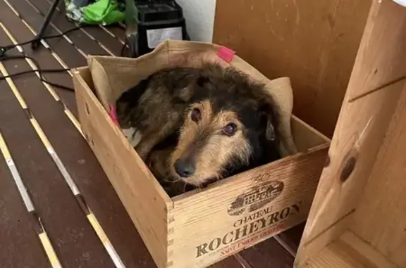 Petit chien mâle perdu et blessé - photo