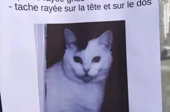 Chat perdu, Blanzat, photo: Chat perdu à Blanzat, rue 166
