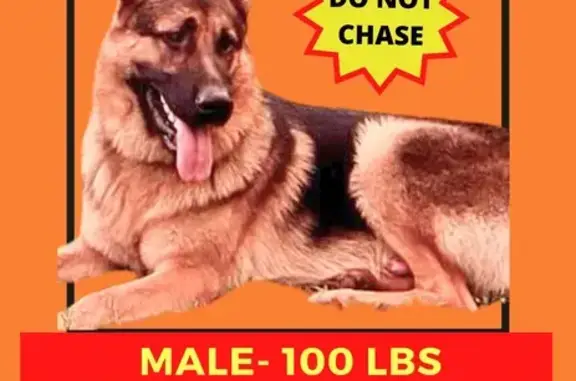 Lost Male German Shepherd - Monroe Area!