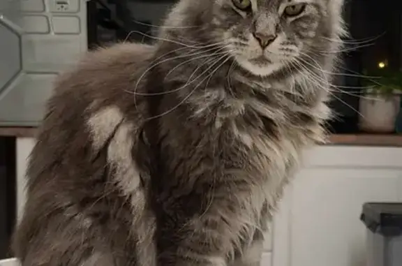 Chat perdu, Nice, photo: Chat Main Coon gris perdu à Nice