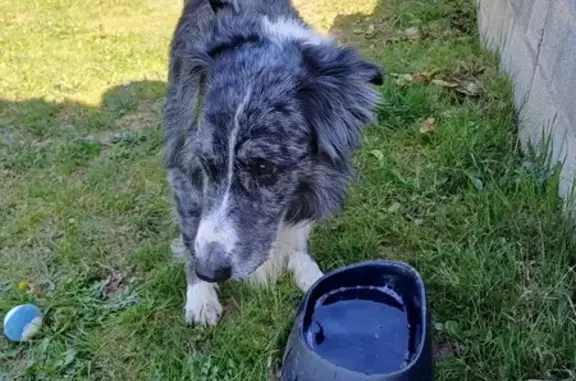 Chien bleu merle perdu sur D66 - photo