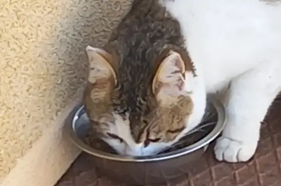 Chat tigré blessé trouvé à Bordères - photo