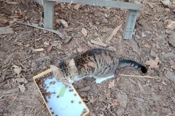 Animaux trouvés Nouvelle-Aquitaine, photo: Chat perdu à Uzeste retrouvé
