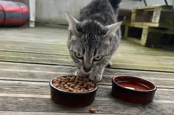 Chat gris trouvé à Calais - photo