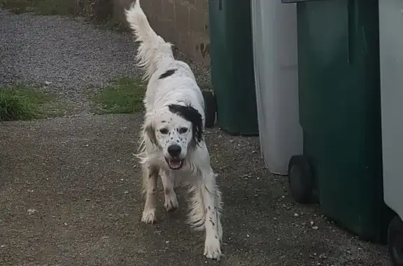 Chien perdu à Saint-Herblain - photo