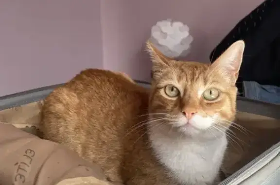 Animaux perdus Nouvelle-Aquitaine, photo: Chat roux perdu, Oslo 6 ans