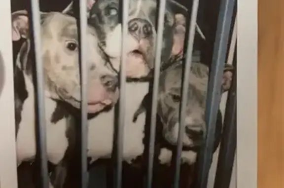Missing dog , photo: Lost Blue Pit Bull: Dark Brown & White - 907 Solo Rd