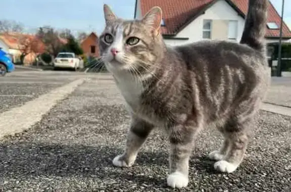 Chat perdu, Griesheim-près-Molsheim, photo: Chat gris-blanc perdu à Griesheim