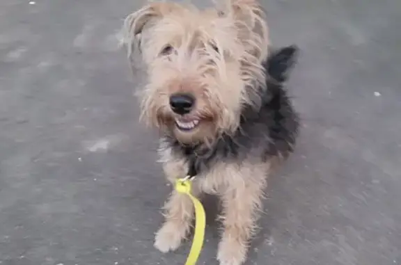 Chien perdu près kebab Verdun - photo