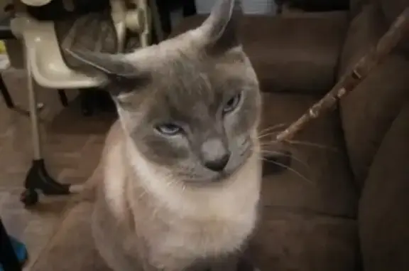 Lost Blue Point Siamese Cat in Houston