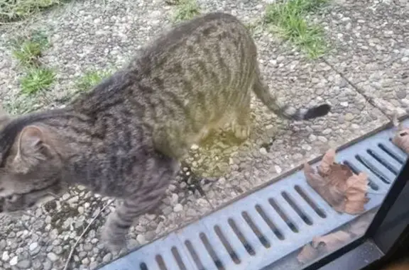 Chat gris tigré trouvé à Gravigny - photo