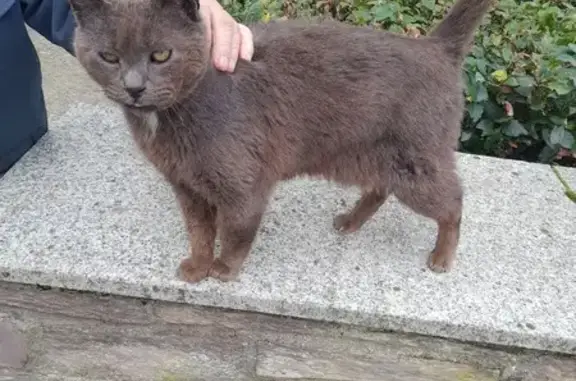 Chat gris blessé trouvé à Rennes - photo