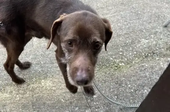 Chien blessé à Villeréal trouvé - photo