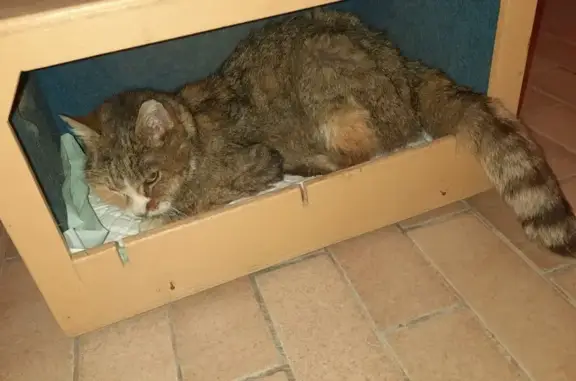 Chat trouvé , photo: Chat âgé trouvé près de la Tille