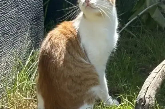 Animaux perdus Lambersart, photo: Avis de recherche: Chat roux