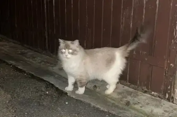 Animaux trouvés Jarville-la-Malgrange, photo: Chat type birman trouvé à Jarville