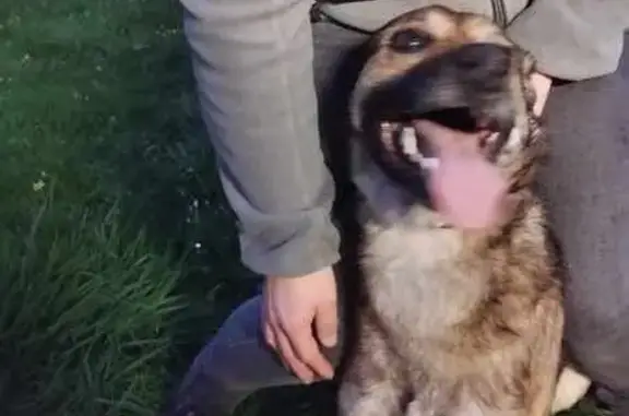 Berger malinois perdu à Condé - photo