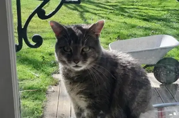 Chat gris affamé trouvé à Chailly - photo