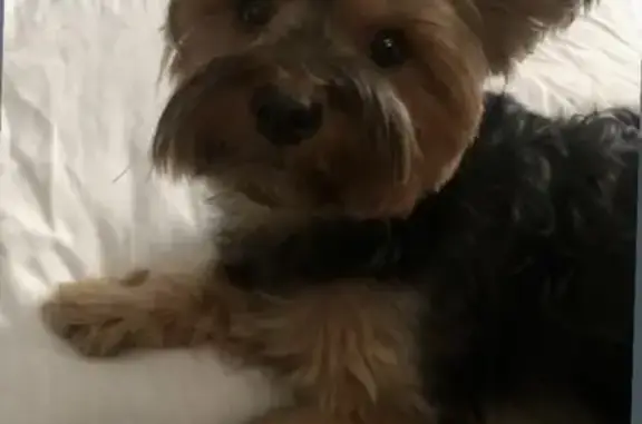 Lost Yorkie in Oneonta: Help Find Her!
