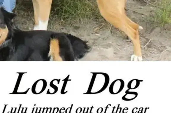 Lost Shy Dog: Gold, White Paws - Horseshoe Bend