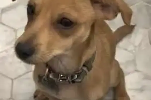 Lost Chiweenie in Kent - Help Find Our Pup!