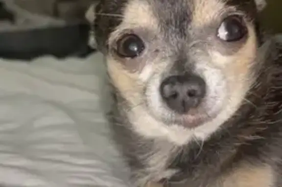 Lost Senior Chihuahua in Avondale - Help!