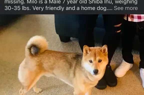 Lost Shiba Inu: Help Find Milo in Lakeland!