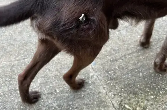 Chien blessé trouvé à Villereal - photo