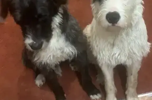 Missing dog , photo: Lost Shy White Wolfhound - Help Find Pebbles!