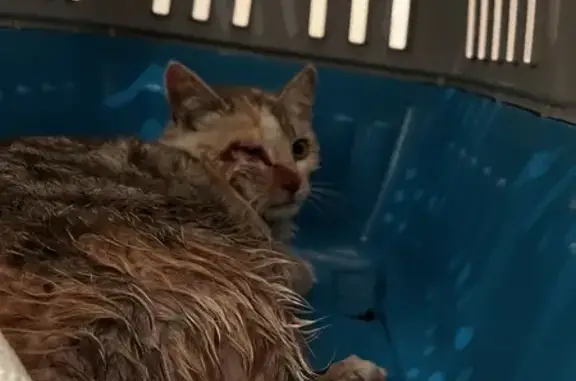 Chat trouvé , photo: Chaton Isabelle sauvé à Ricaud