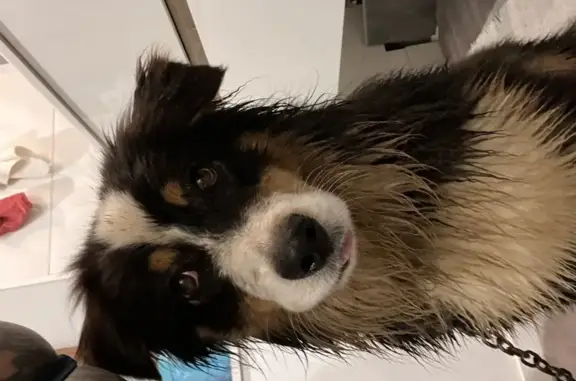 Chien Border Collie retrouvé - photo