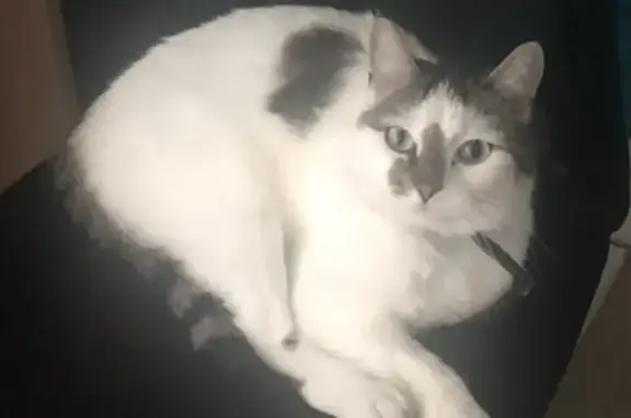 Chat perdu, Limoges, photo: Chatte blanche perdue à Limoges