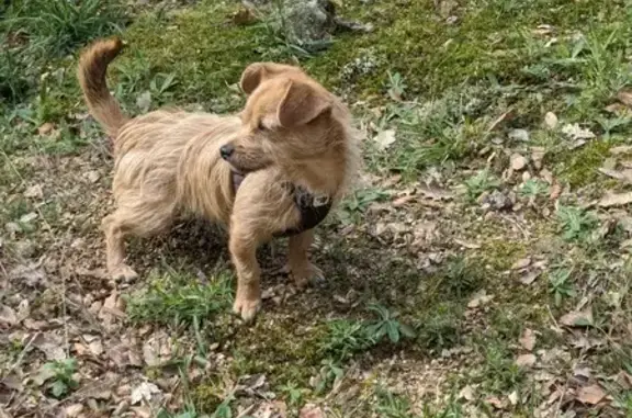 Animaux perdus , photo: Alerte : Chien Tchoupi Perdu