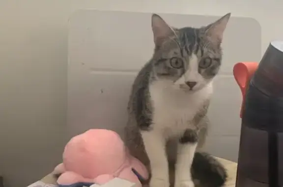 Chaton tigré trouvé à Pau - photo