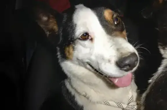 Chien trouvé , photo: Chien trouvé à Vergons à 3h